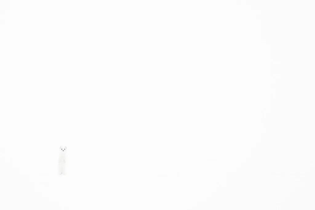 Лучшие фото дикой природы в 2024 году: барсук, смотрящий на граффити барсука, покорил всех