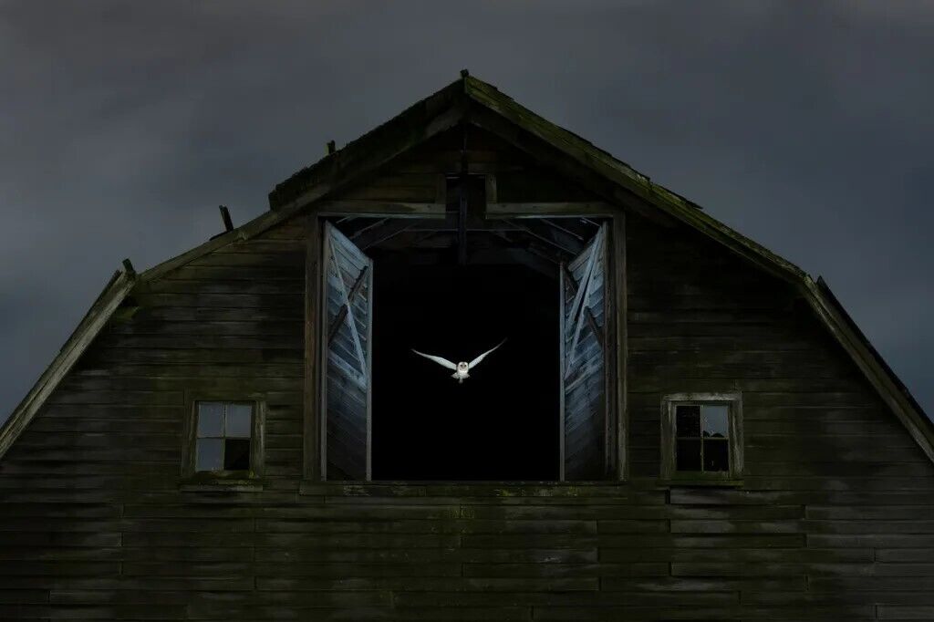 Лучшие фото дикой природы в 2024 году: барсук, смотрящий на граффити барсука, покорил всех