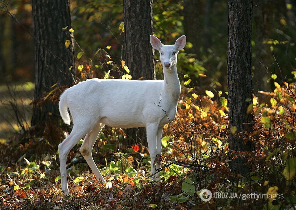 Рідкісних оленів-альбіносів помітили у США: цей вид народжується раз на 30 000 випадків