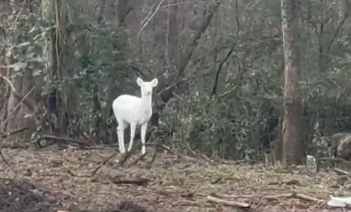 Рідкісних оленів-альбіносів помітили у США: цей вид народжується раз на 30 000 випадків