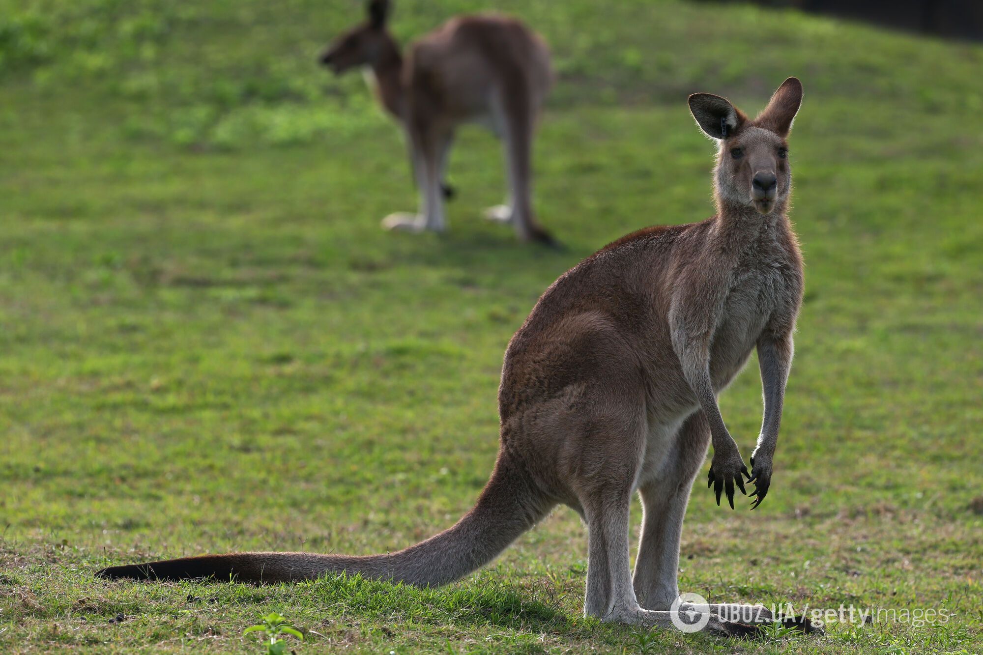Австралийские ученые создали первый в мире эмбрион кенгуру: почему это важно