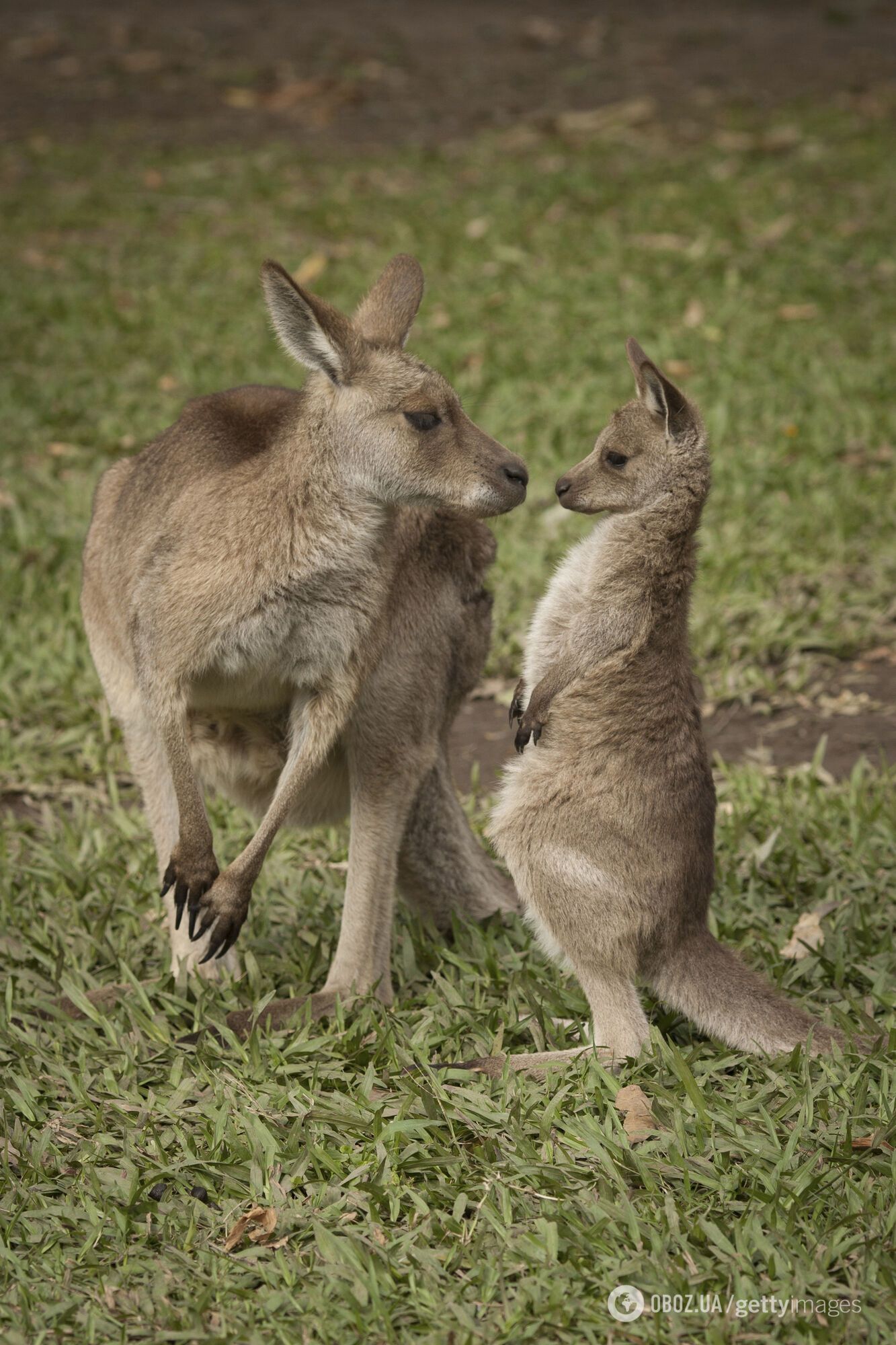 Австралийские ученые создали первый в мире эмбрион кенгуру: почему это важно