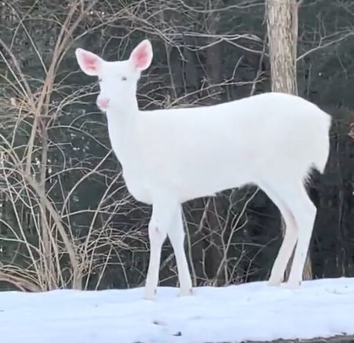 Рідкісних оленів-альбіносів помітили у США: цей вид народжується раз на 30 000 випадків