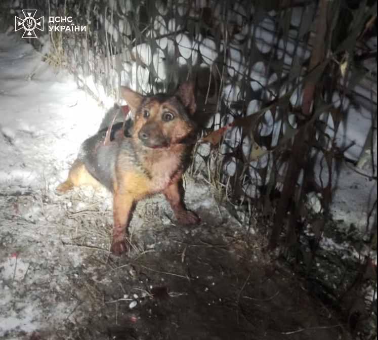 В Сумах спасатели ГСЧС спасли собаку.