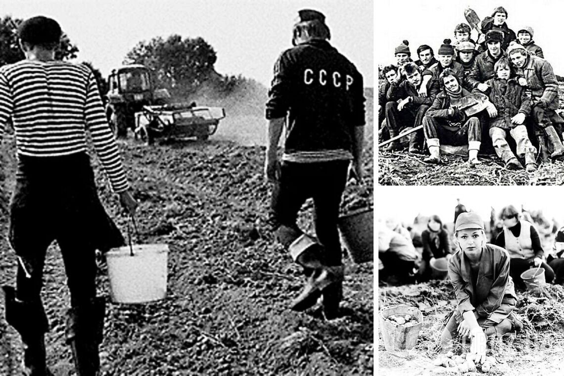 Чому в СРСР дітей і дорослих масово змушували їздити "на картоплю": як усе було