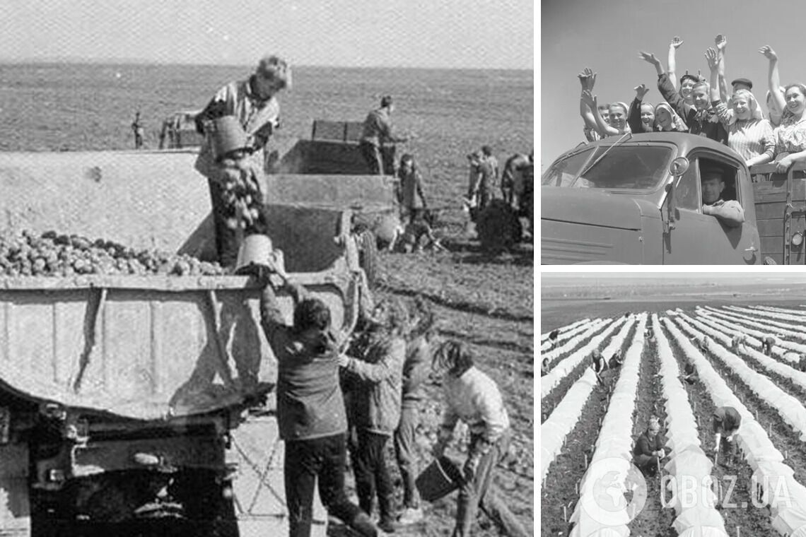 Чому в СРСР дітей і дорослих масово змушували їздити "на картоплю": як усе було