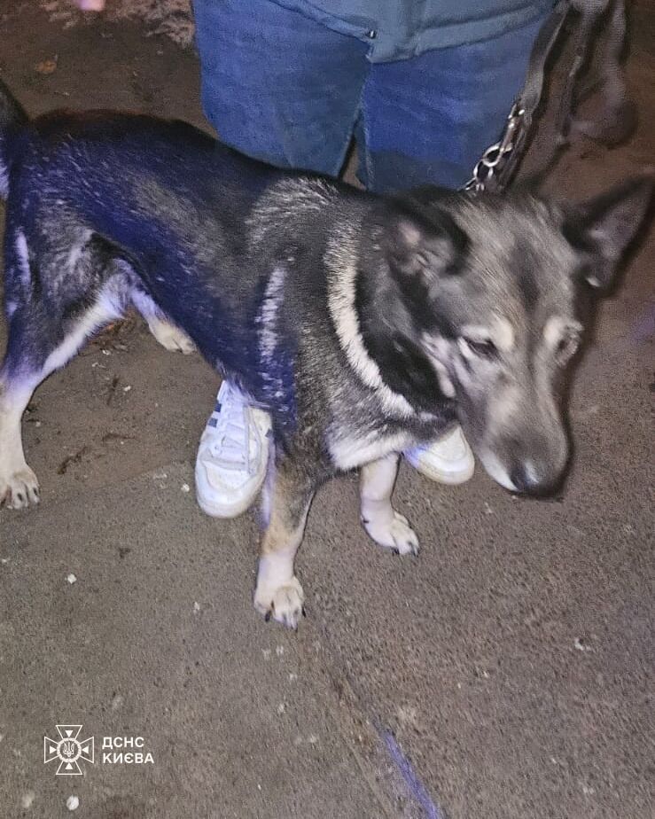 В Киеве бойцы ГСЧС во время тушения пожара в квартире спасли супругов и их собачку. Фото и подробности