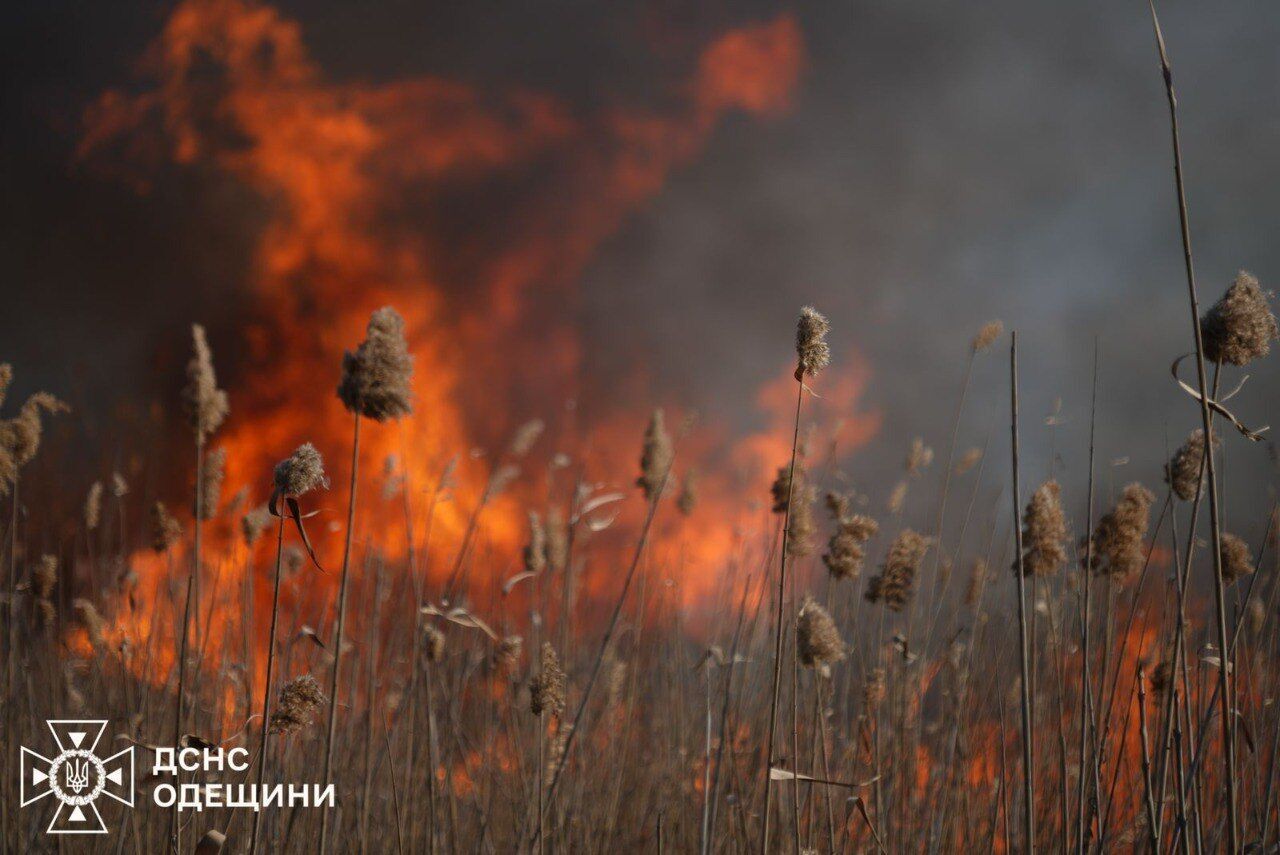 Горить понад 10 га відкритої території: на Одещині вирує масштабна степова пожежа. Фото й відео