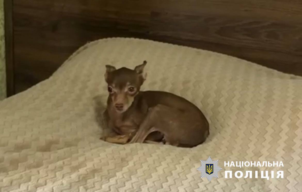 В Киеве мужчина избивал собаку и издевался над ней в присутствии ребенка. Подробности дела, фото и видео