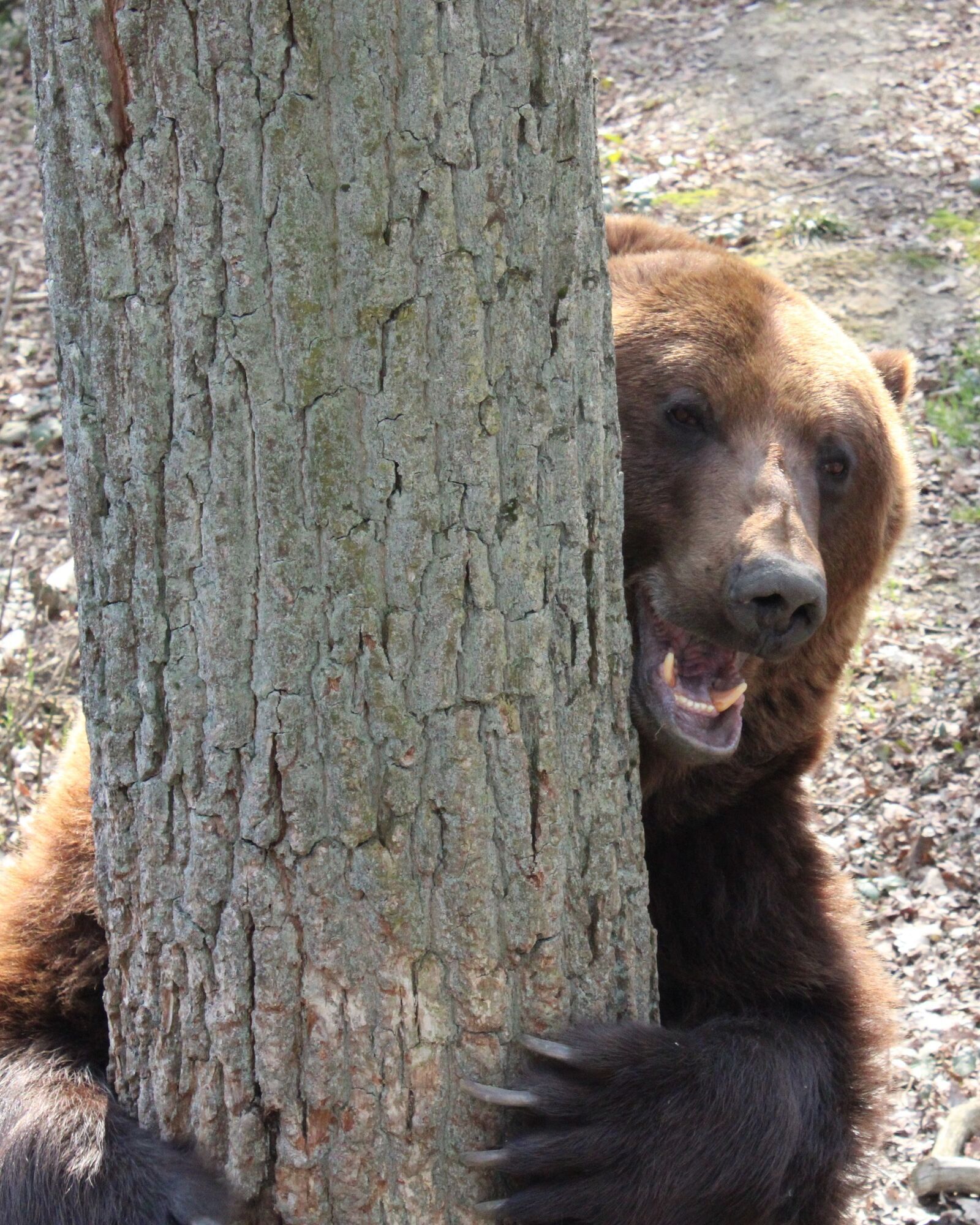 Ведмеді прокидаються від сплячки: на Львівщині клишоногі вже зустрічають весну. Відео
