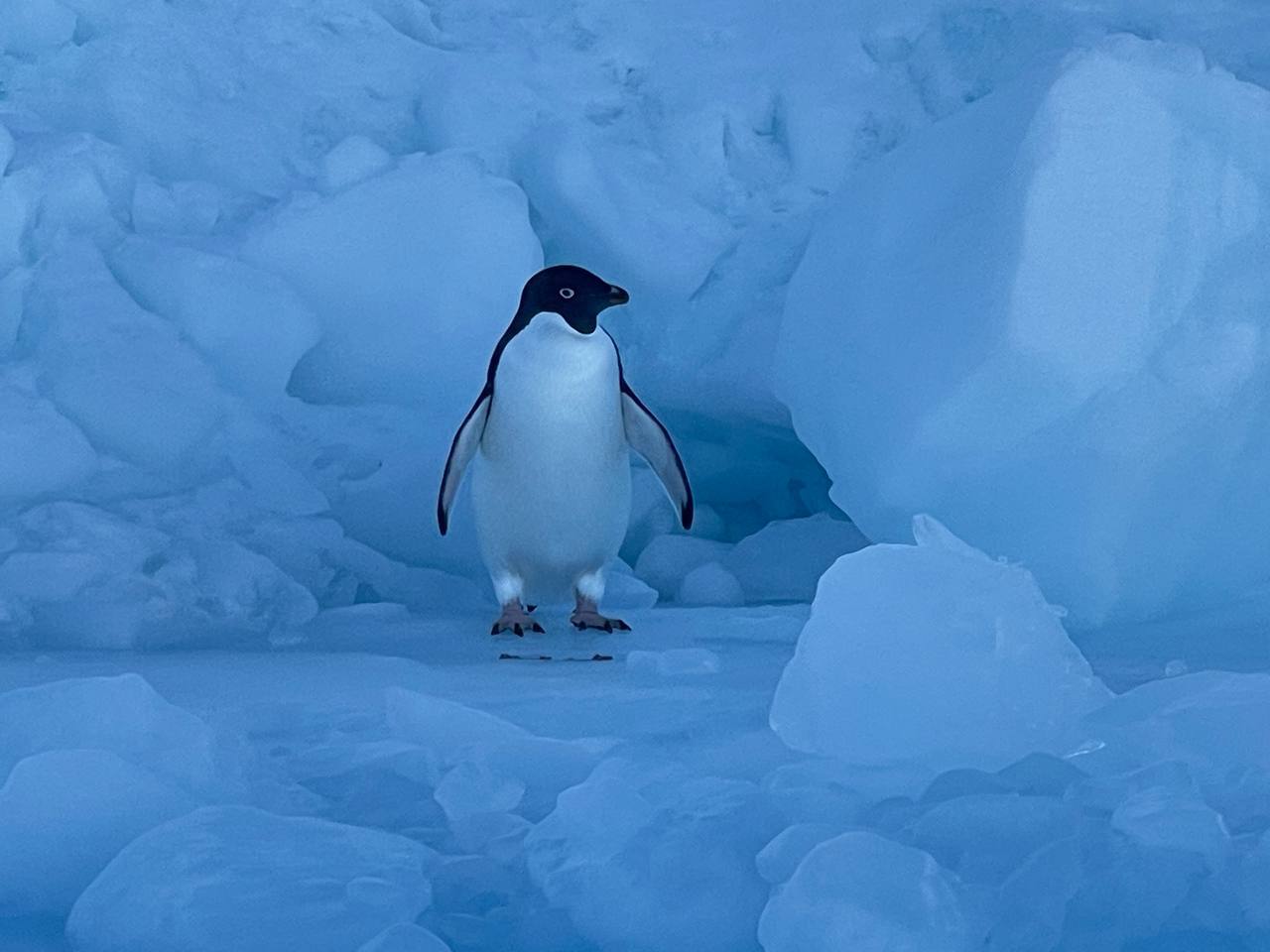 "Я не відчував страху": український журналіст побував у Антарктиді і розповів про життя полярників, місцевих тварин і небезпеку протоки Дрейка