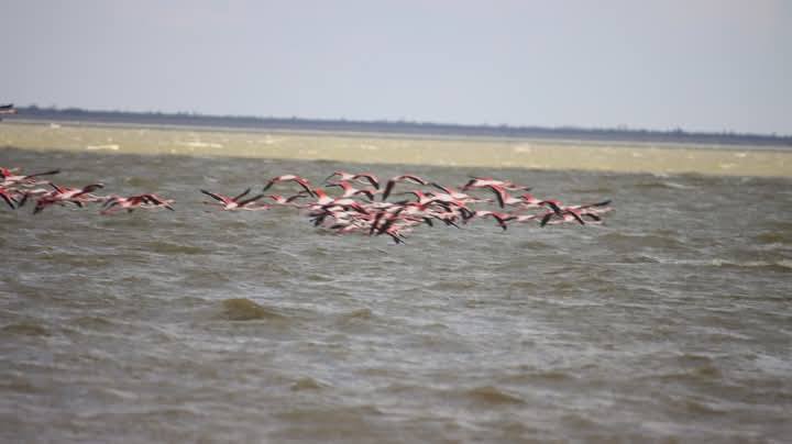 В Тузловские лиманы на Одесщине вернулась стая розовых фламинго: захватывающие фото и видео