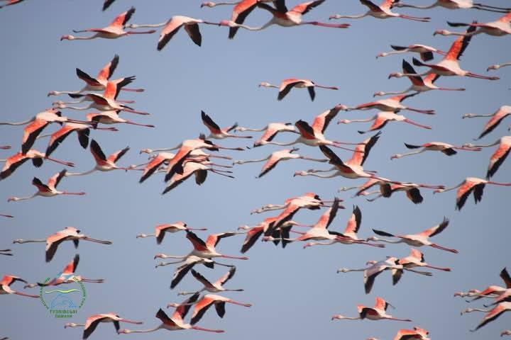 В Тузловские лиманы на Одесщине вернулась стая розовых фламинго: захватывающие фото и видео
