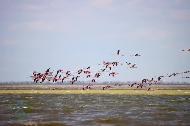 В Тузловские лиманы на Одесщине вернулась стая розовых фламинго: захватывающие фото и видео