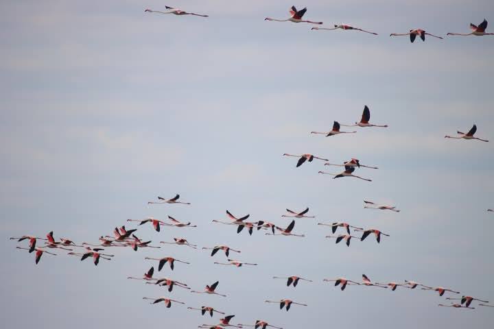 В Тузловские лиманы на Одесщине вернулась стая розовых фламинго: захватывающие фото и видео