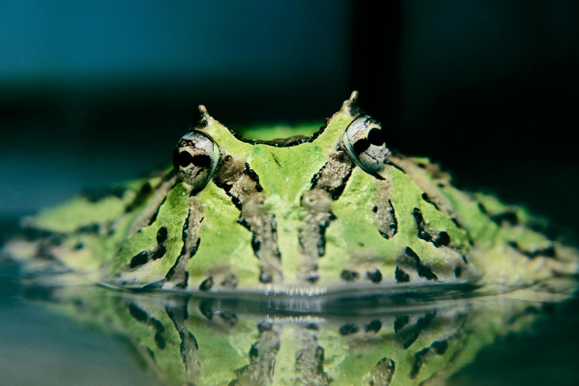 "Жаба з пекла": вчені знайшли рештки істоти, яка їла динозаврів