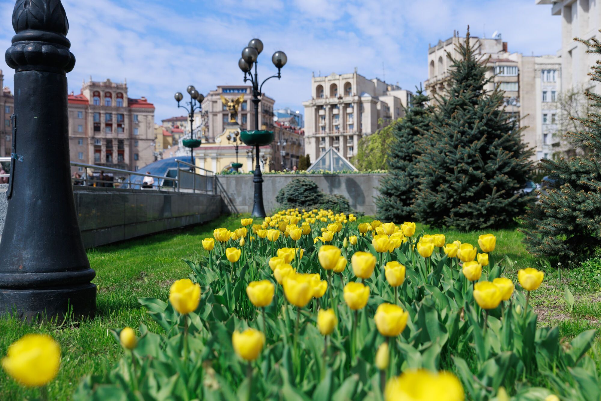 В Киеве расцвели первые тюльпаны: где посмотреть. Фото