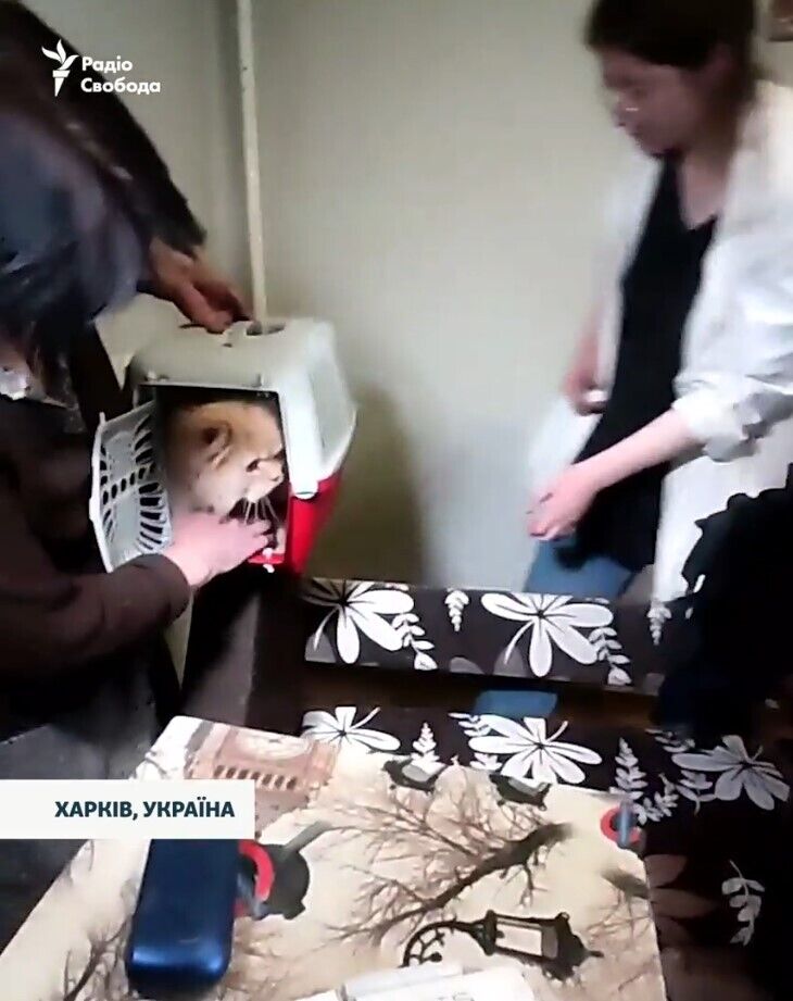 "Да будет проклят Путин": жительница Харькова показала, как выглядит ее квартира после ракетного удара РФ. Видео