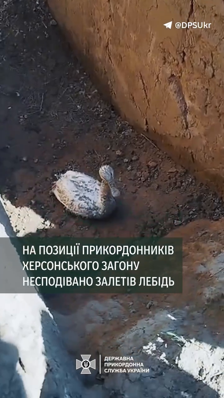 "Збився з курсу": на позиції прикордонників на Херсонщині залетів лебідь. Відео 