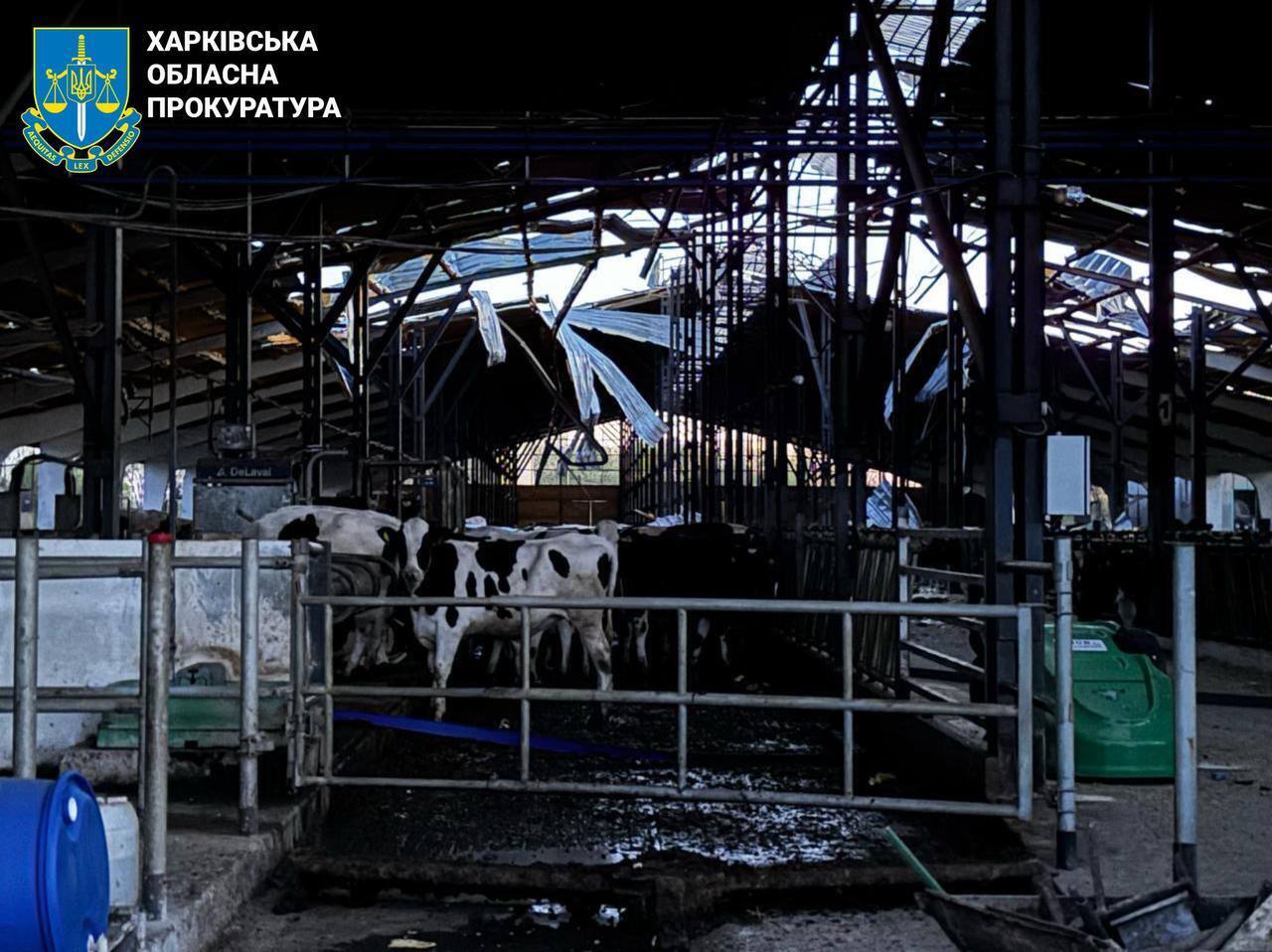 Было запущено десять дронов: оккупанты атаковали ферму на Харьковщине, погибли десятки коров. Фото