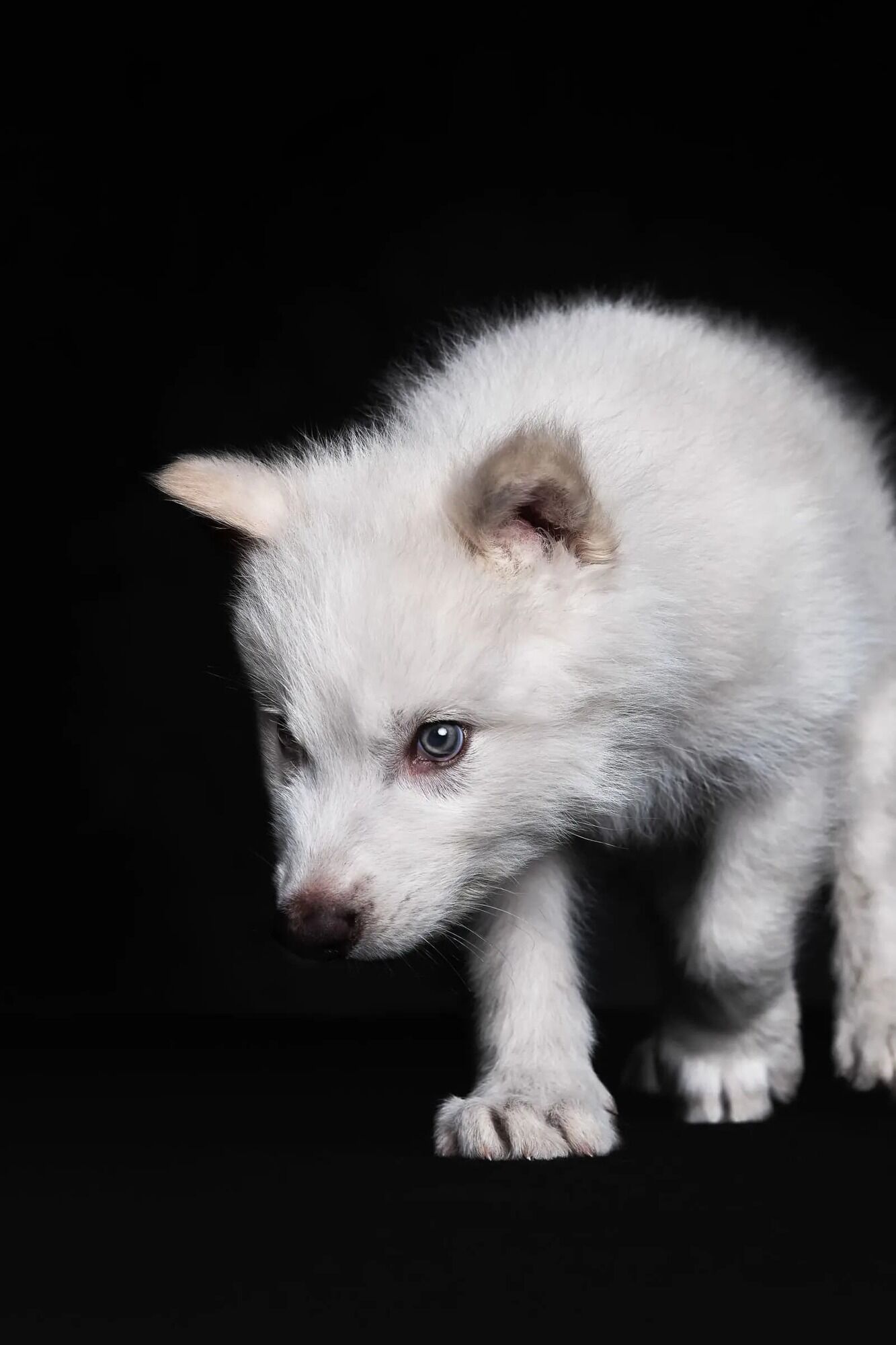 Ремус древний волк - Courtesy Colossal Biosciences