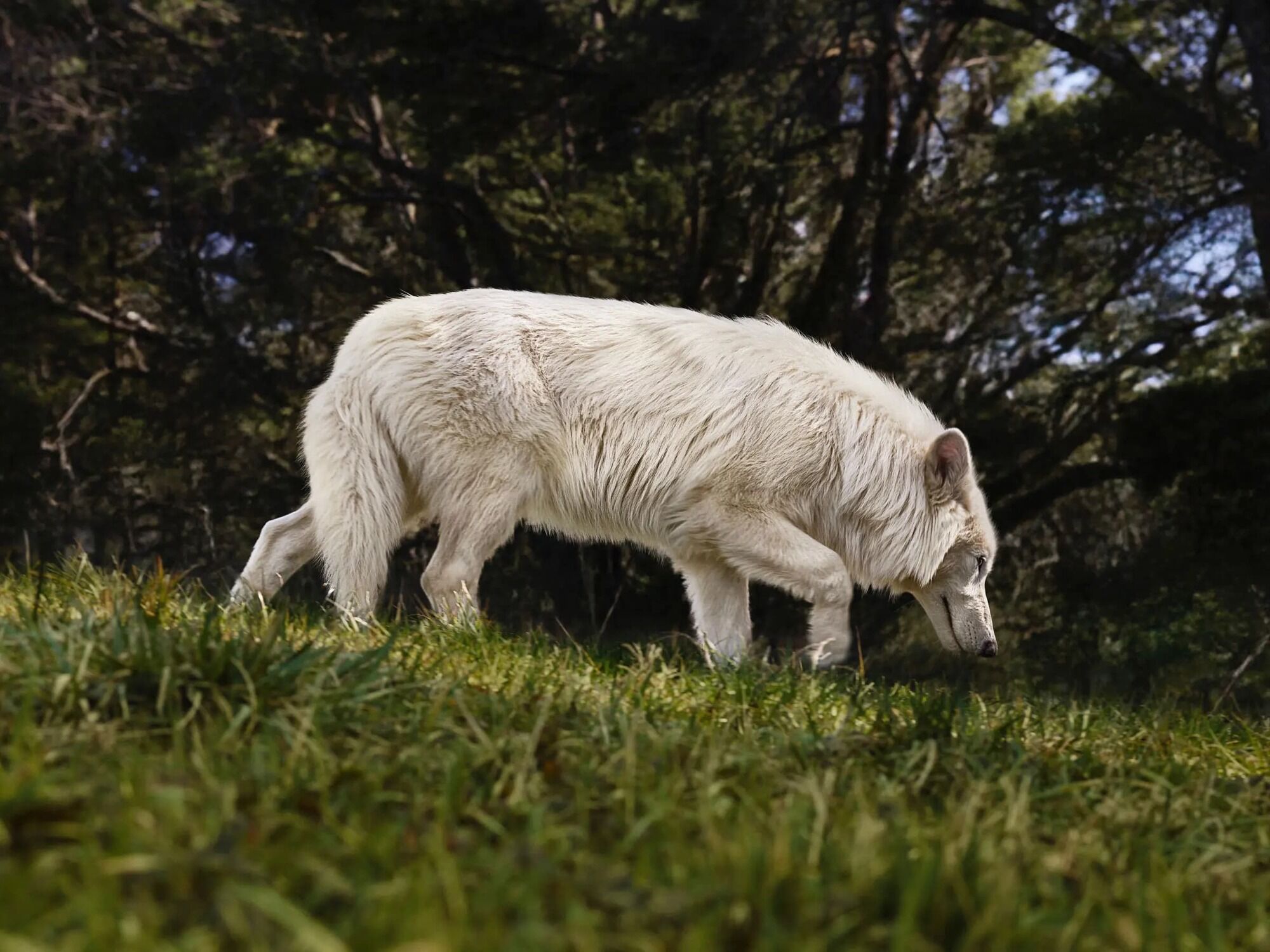 Ученые скептически восприняли воскресение лютоволка из Игры престолов – генетически модифицированные серые волки – dire wolves – щенки Ромул и Рем