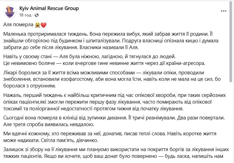 В Киеве умерла кошка Аля, которая выжила после атаки "Шахеда" 7 мая. Фото