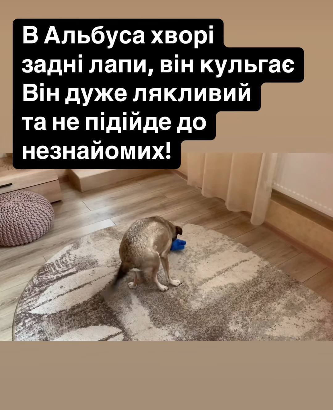 Ігор Біляков – у будинок директора Одеського зоопарку влучив російський дрон