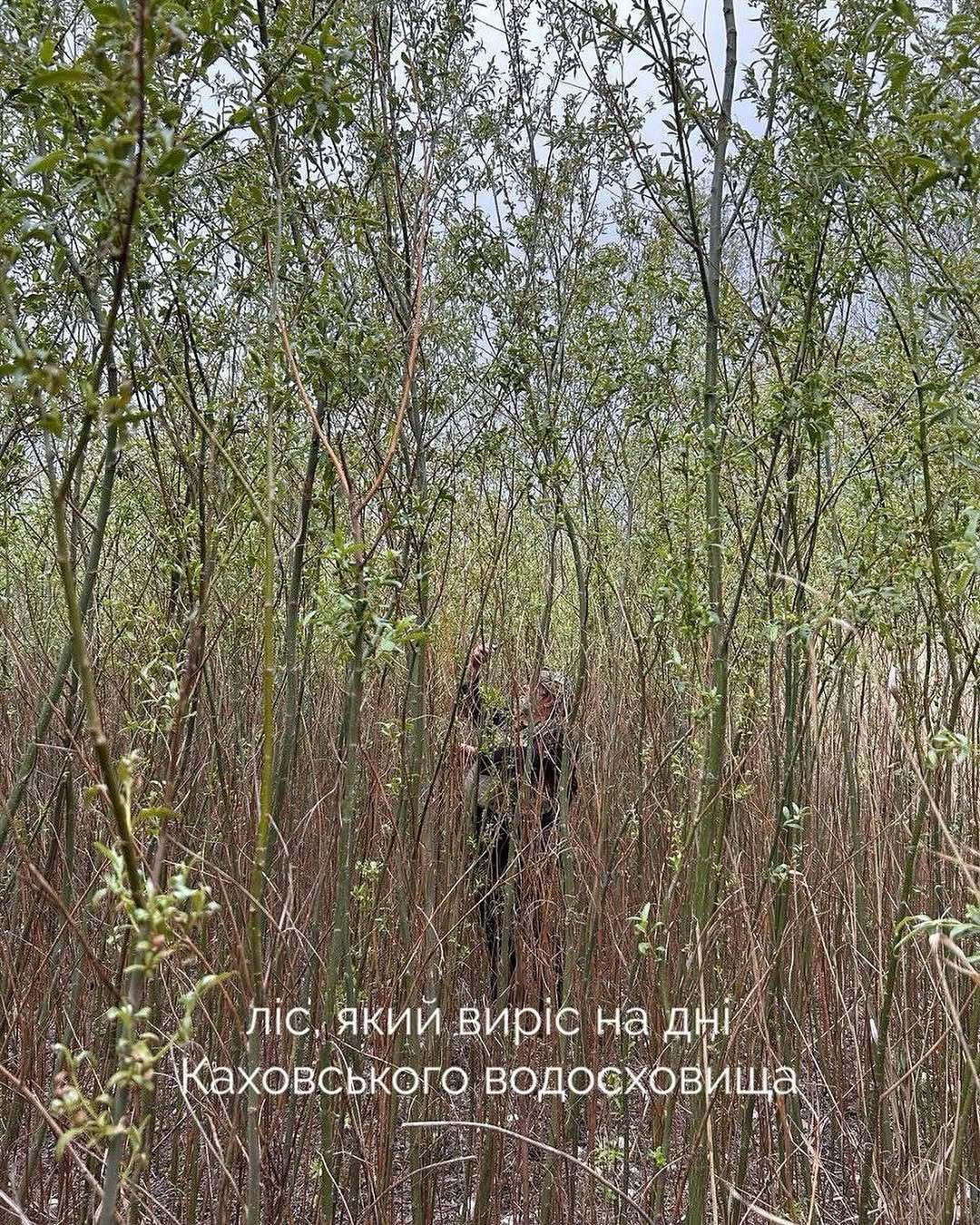 Уже виріс ліс: у мережі показали, який вигляд має колишня територія Каховського водосховища. Фото