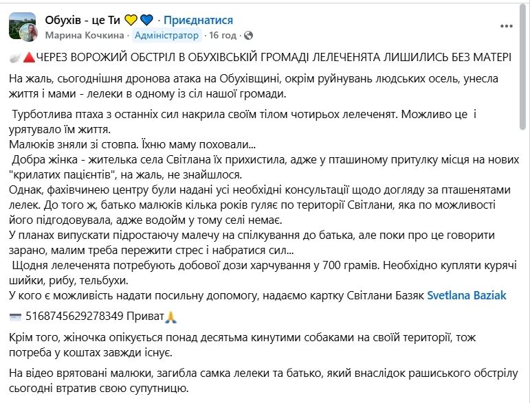 Накрыла своим телом птенцов: во время обстрела Киевщины погиб аист. Видео