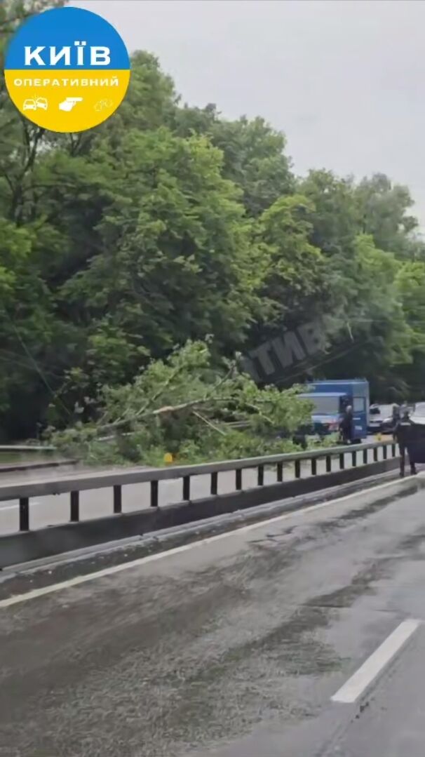 У Києві на вулиці Теліги на дорогу впало дерево: утворився затор. Подробиці та відео