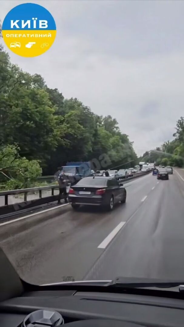 У Києві на вулиці Теліги на дорогу впало дерево: утворився затор. Подробиці та відео