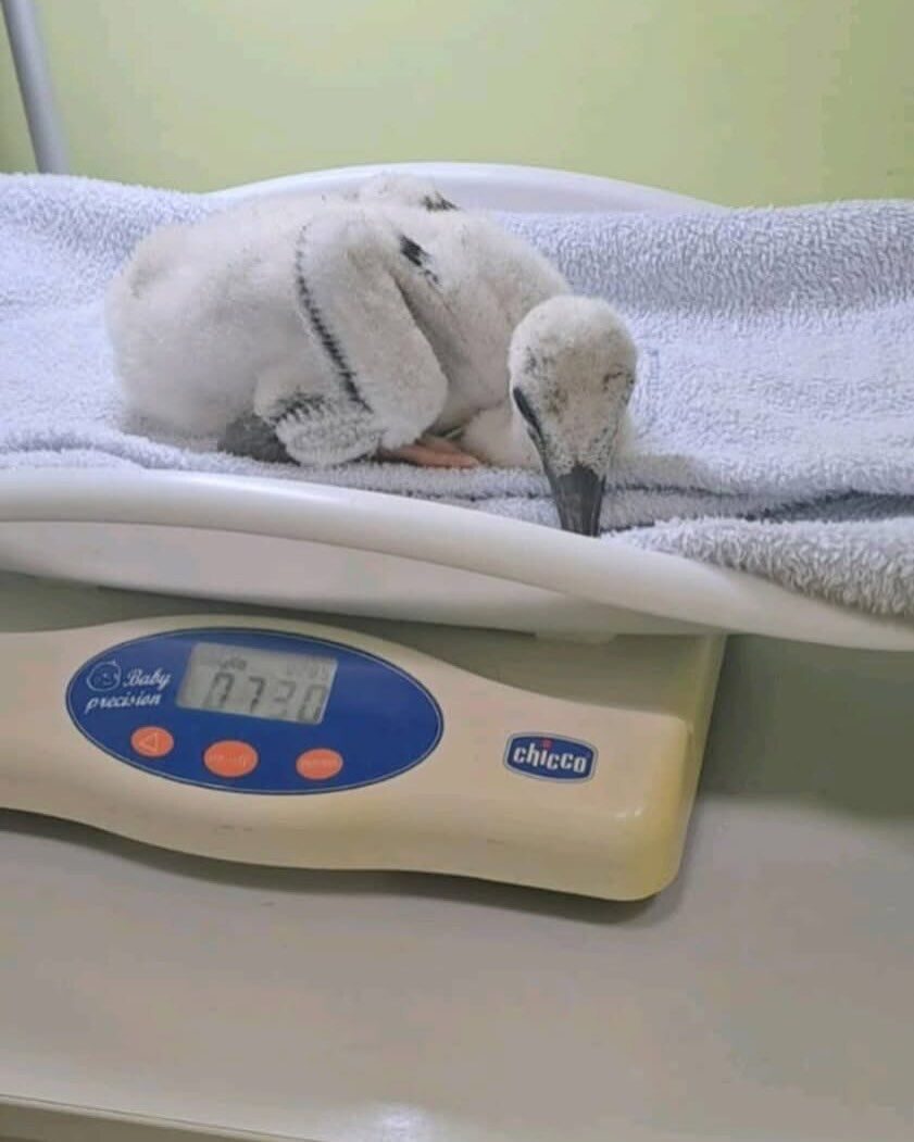 За ее судьбой следили тысячи людей: появились новые кадры с аистом Катей, которую Грицько выбросил из гнезда. Фото и видео