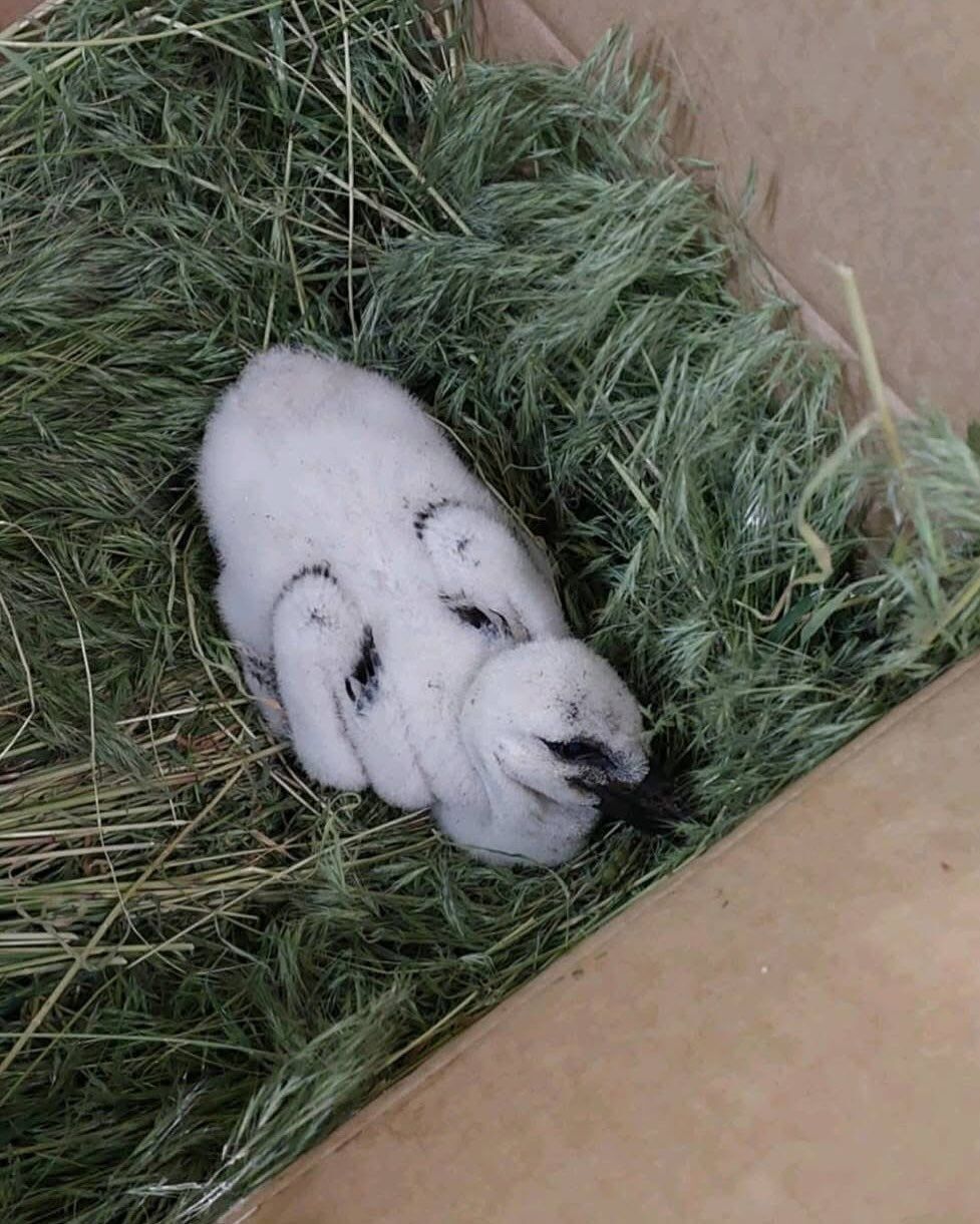 За ее судьбой следили тысячи людей: появились новые кадры с аистом Катей, которую Грицько выбросил из гнезда. Фото и видео