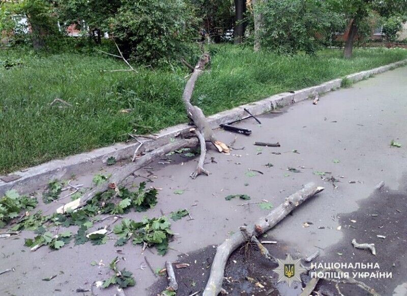 "Був страшний тріск": у Полтаві на 9-річного хлопчика впало дерево, медики розповіли про стан дитини. Фото і відео