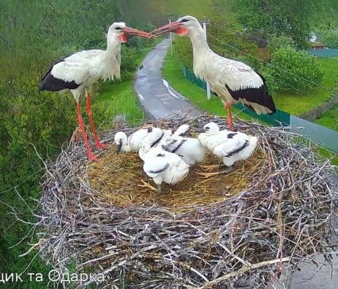 Лелеки Грицько та Одарка з лелеченятами
