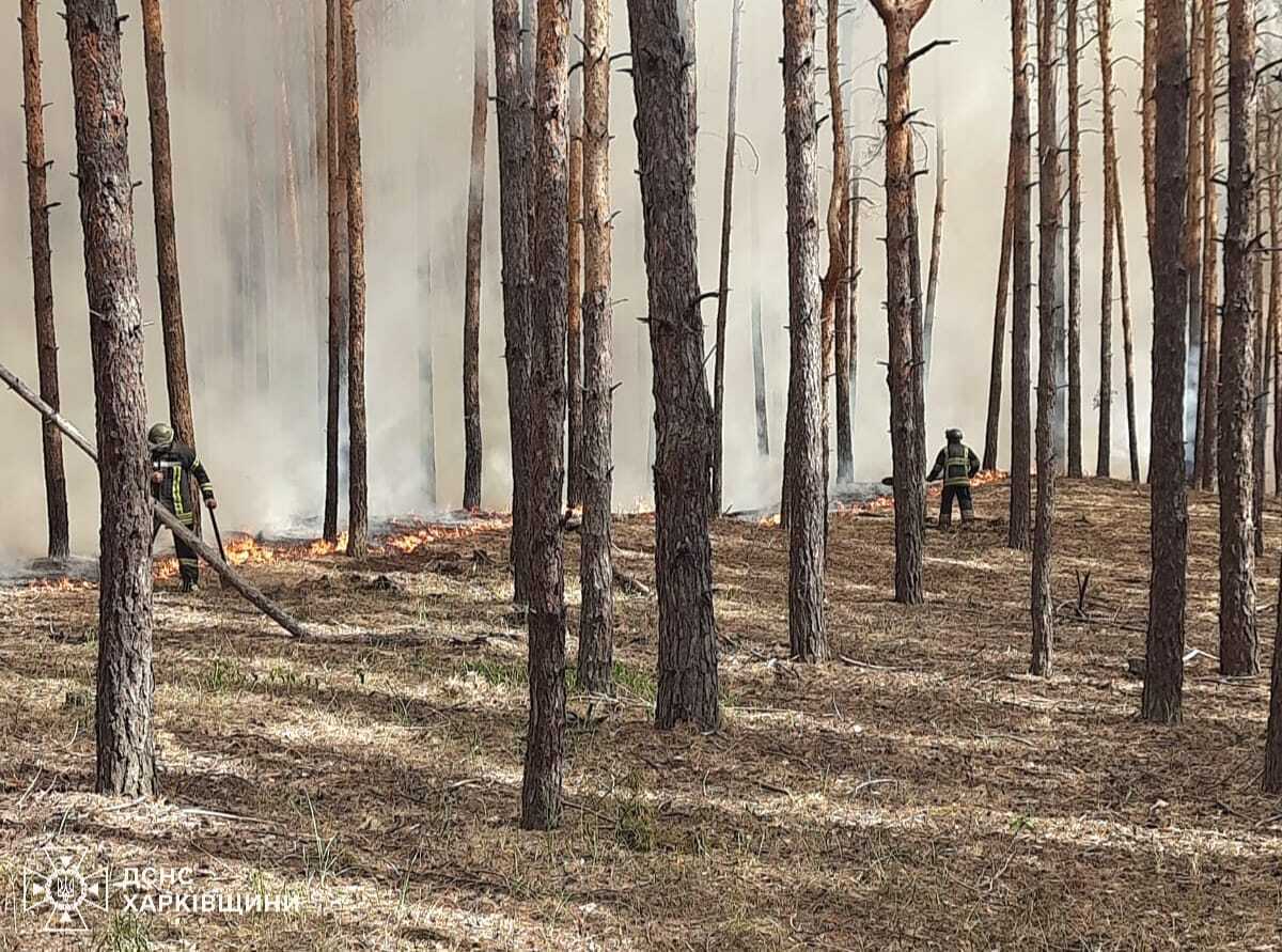 На Харківщині через обстріли почалися лісові пожежі: фото з місця