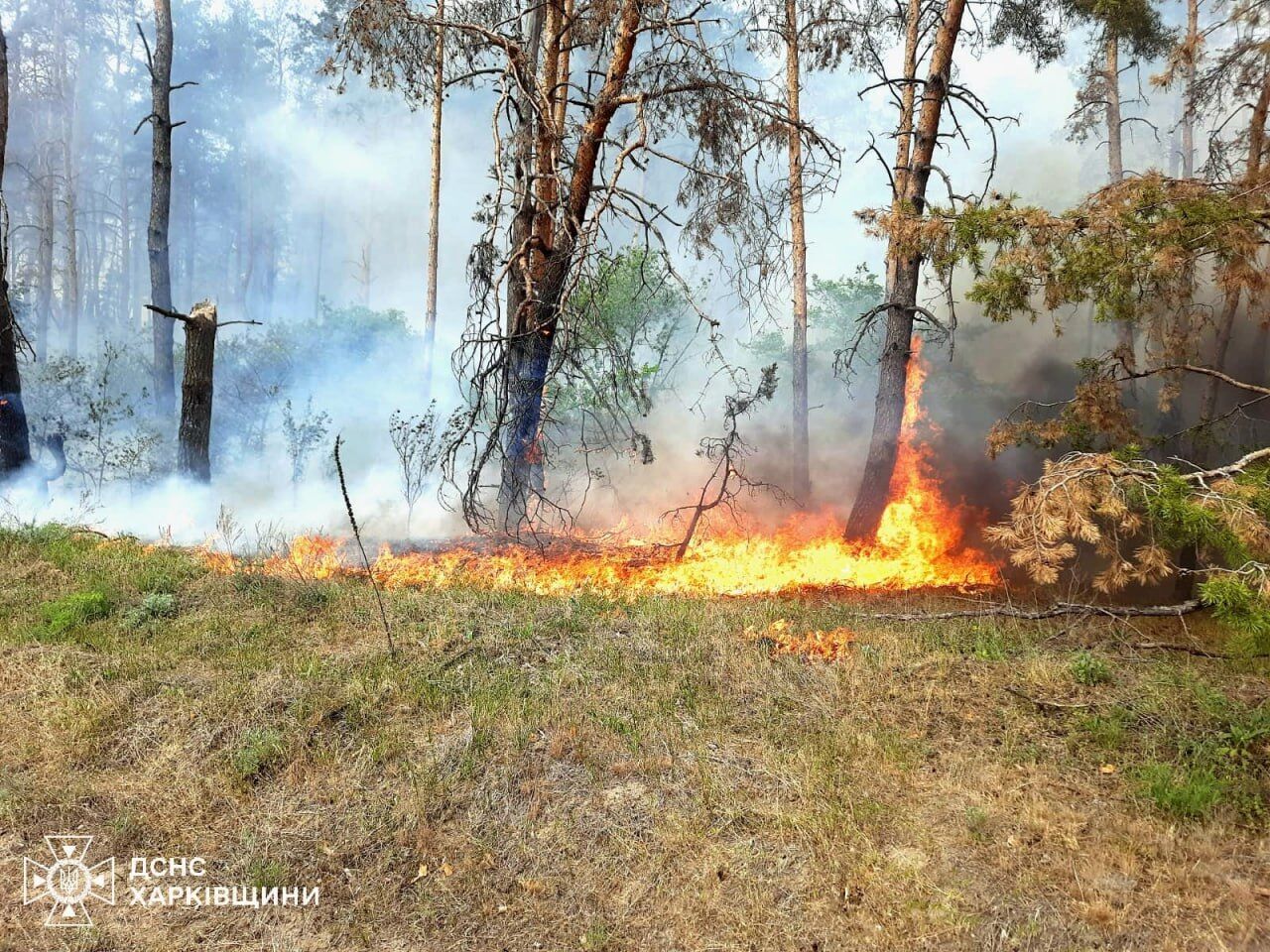 На Харківщині через обстріли почалися лісові пожежі: фото з місця