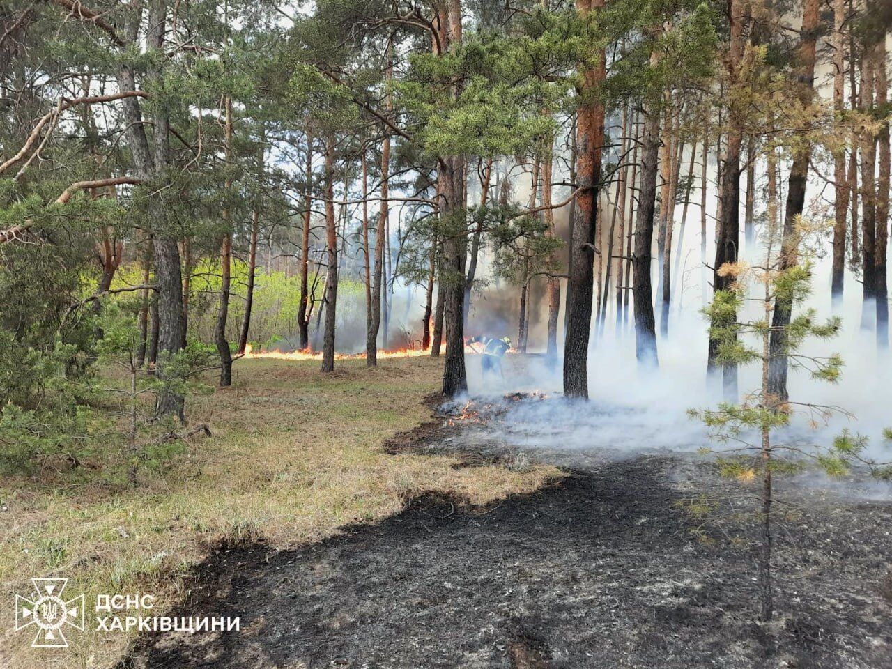 На Харківщині через обстріли почалися лісові пожежі: фото з місця