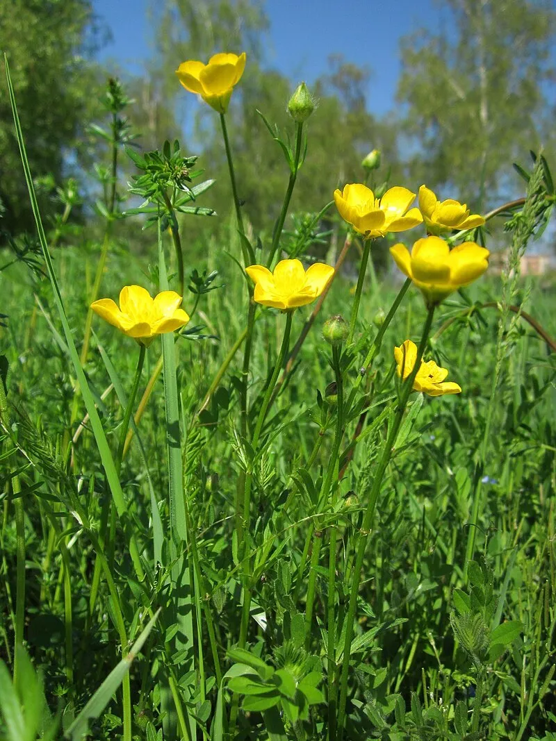 Шкодять здоровʼю: які квіти не можна садити на подвірʼї і в саду