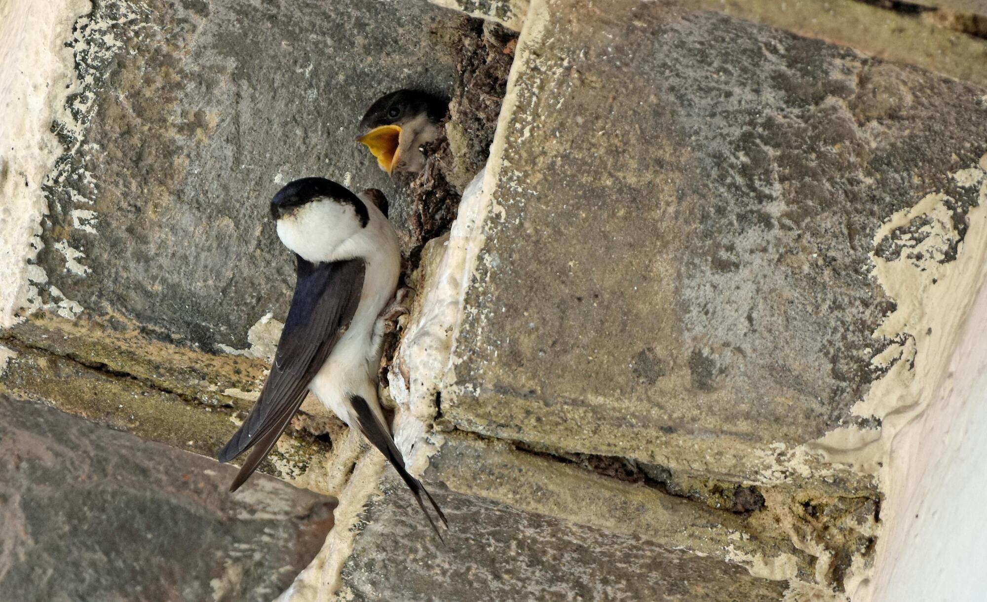 Як перелітні птахи знають, куди летіти: наукове пояснення