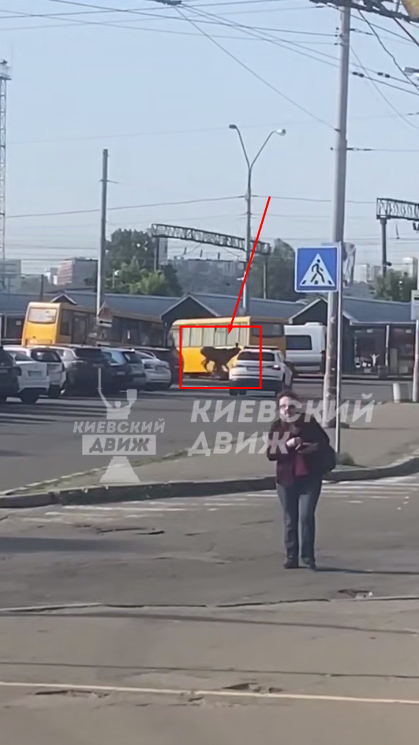 В Киеве на Почайне заметили большого лося. Видео