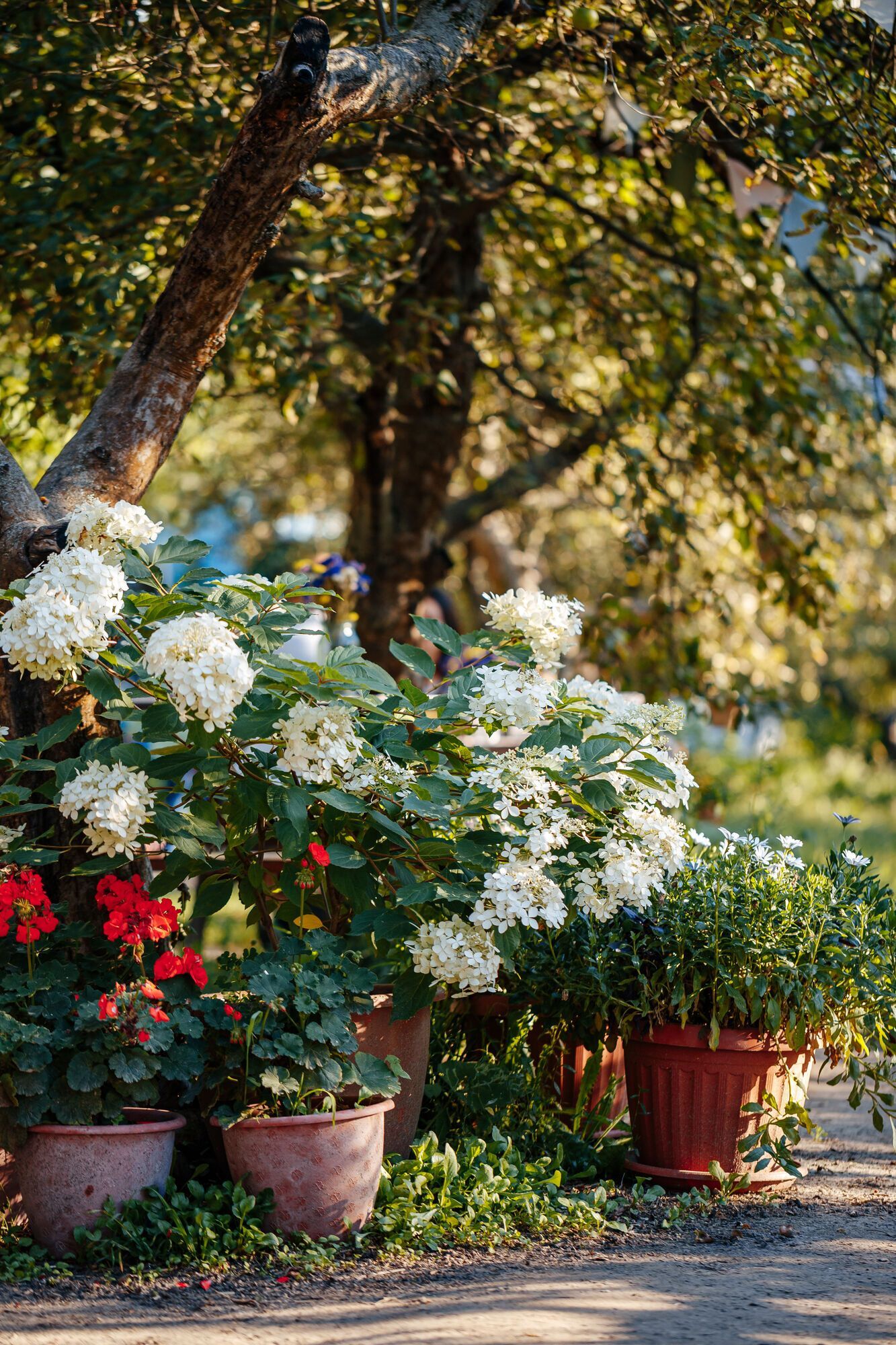 В "Экспоцентре" на ВДНХ стартовал цветочный сезон "Квітоліто"