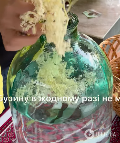 Как из бузины приготовить шампанское