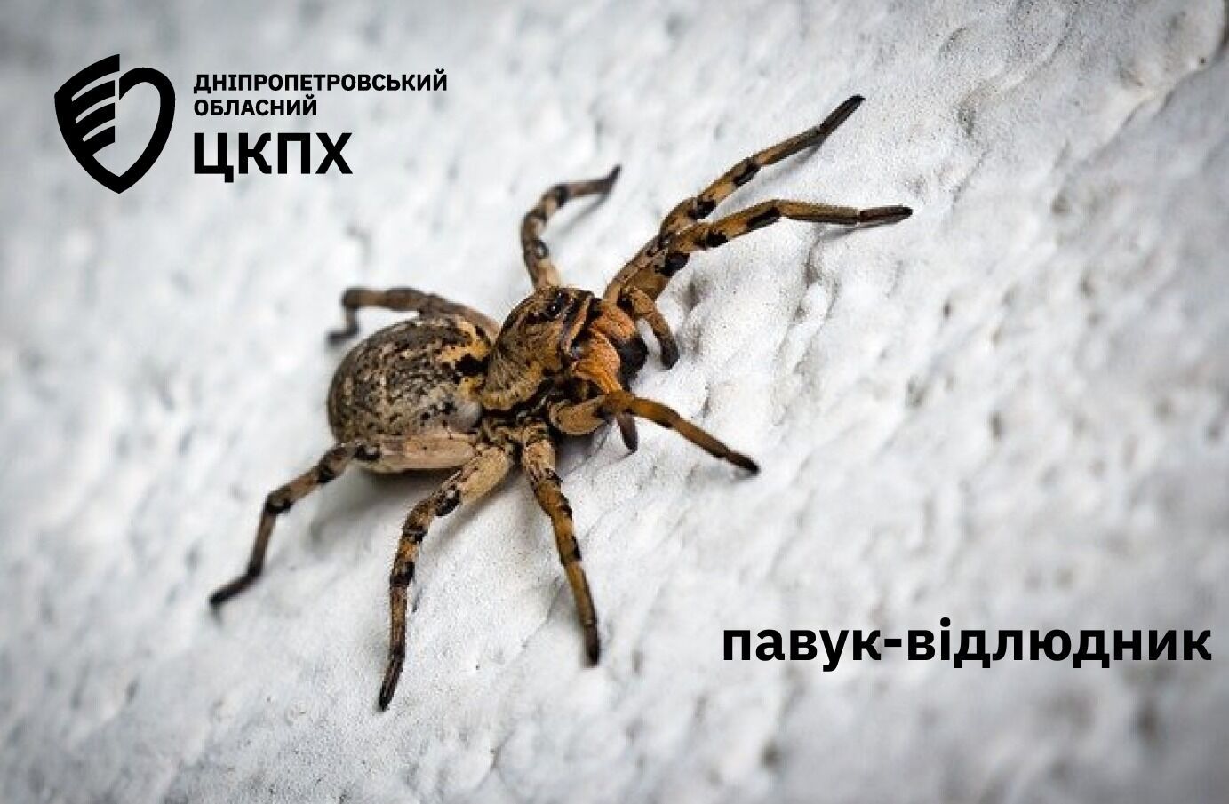 Викликають біль і судоми: які отруйні павуки "атакують" українців і як діяти у разі укусу