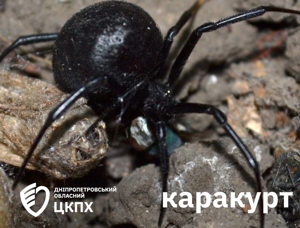 Викликають біль і судоми: які отруйні павуки "атакують" українців і як діяти у разі укусу