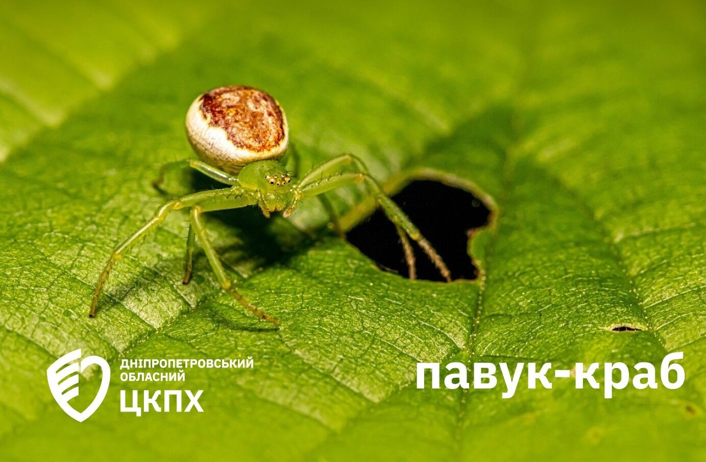Викликають біль і судоми: які отруйні павуки "атакують" українців і як діяти у разі укусу
