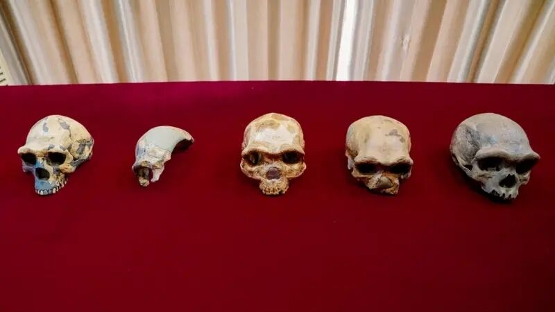 Ученые разгадали тайну черепа "человека-дракона": подробности
