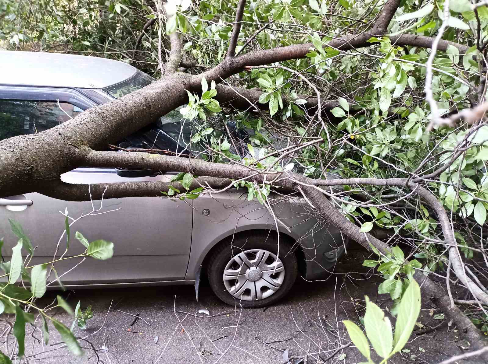 Поврежденные авто и деревья на дороге: в КАРС показали последствия непогоды в Киеве. Фото