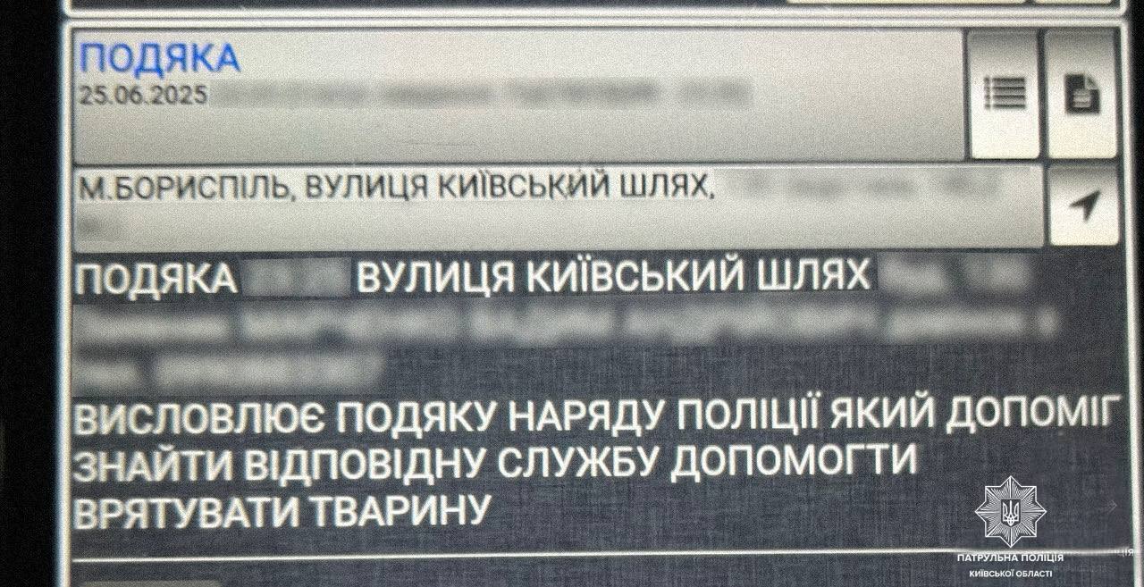 Под Киевом патрульные пришли на помощь раненому котику. Подробности и фото
